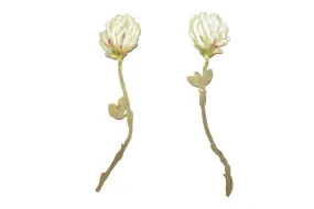 White Clover Drop Earrings