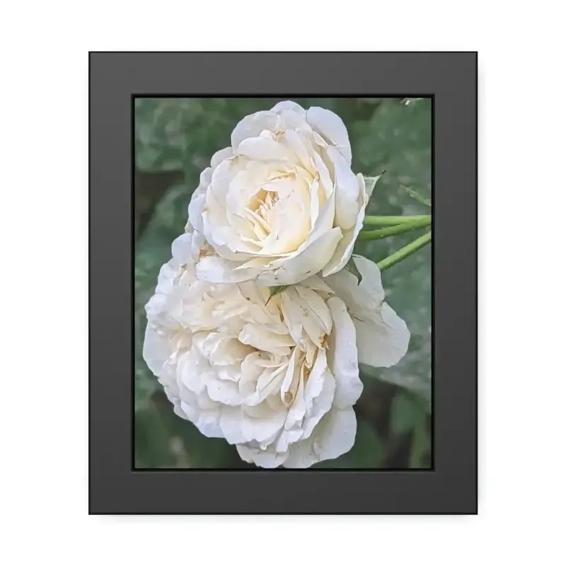 White Roses Framed Paper Posters Fine Art Paper