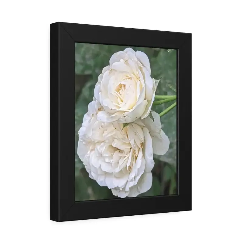 White Roses Framed Paper Posters Fine Art Paper
