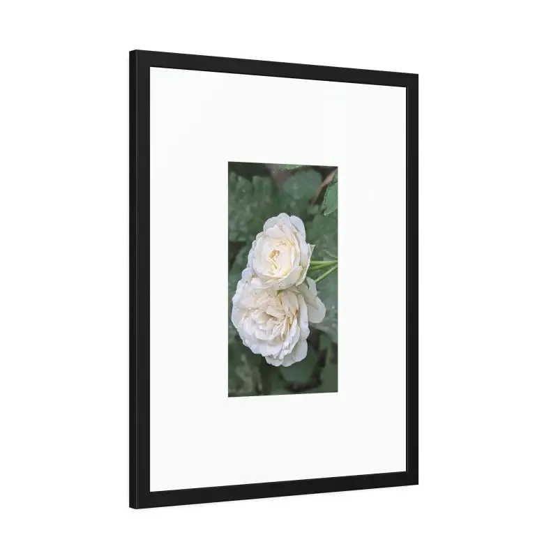 White Roses Framed Paper Posters Fine Art Paper