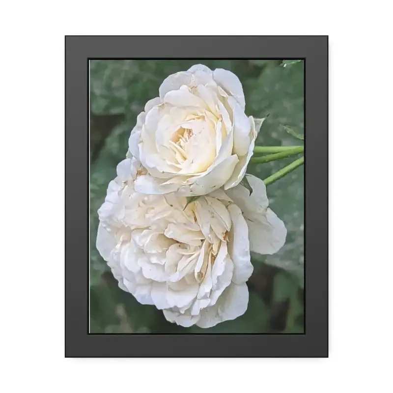 White Roses Framed Paper Posters Fine Art Paper