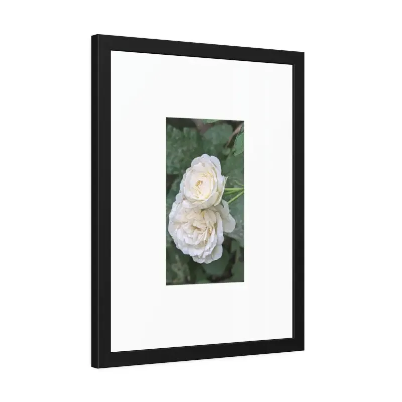 White Roses Framed Paper Posters Fine Art Paper