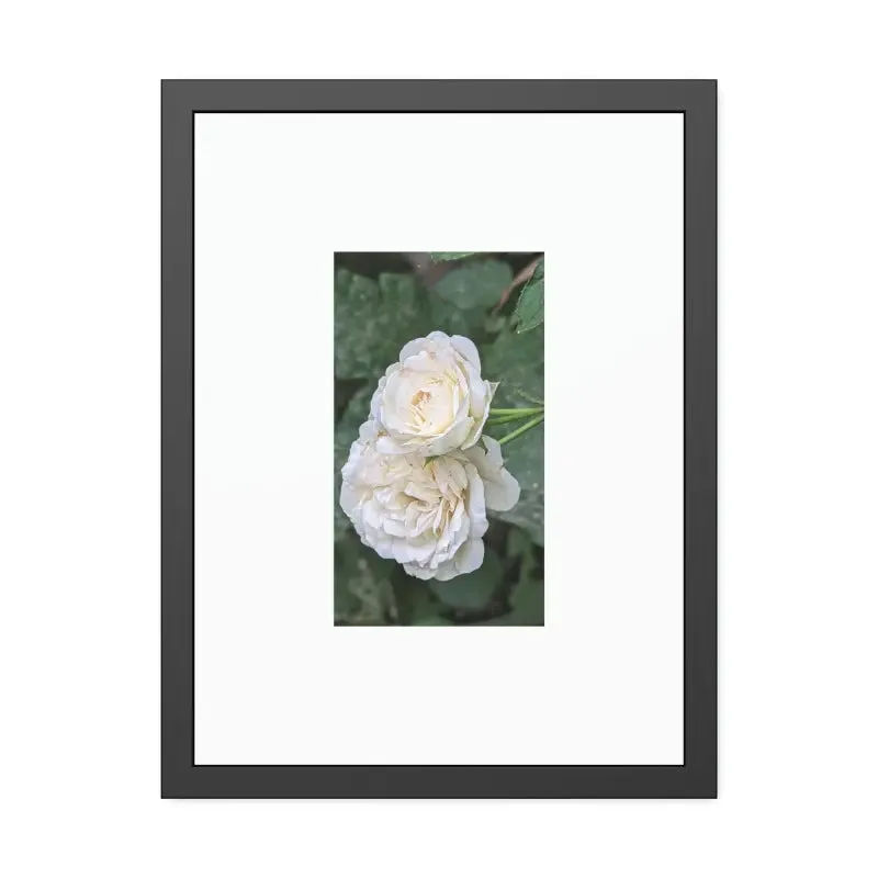 White Roses Framed Paper Posters Fine Art Paper