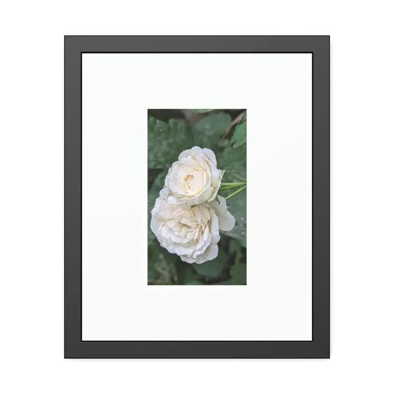 White Roses Framed Paper Posters Fine Art Paper