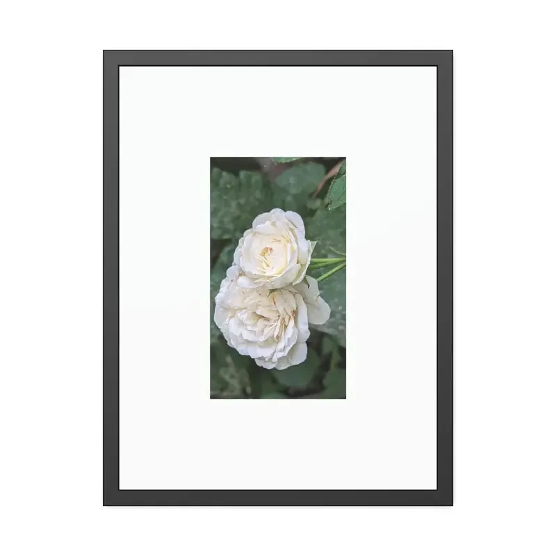 White Roses Framed Paper Posters Fine Art Paper