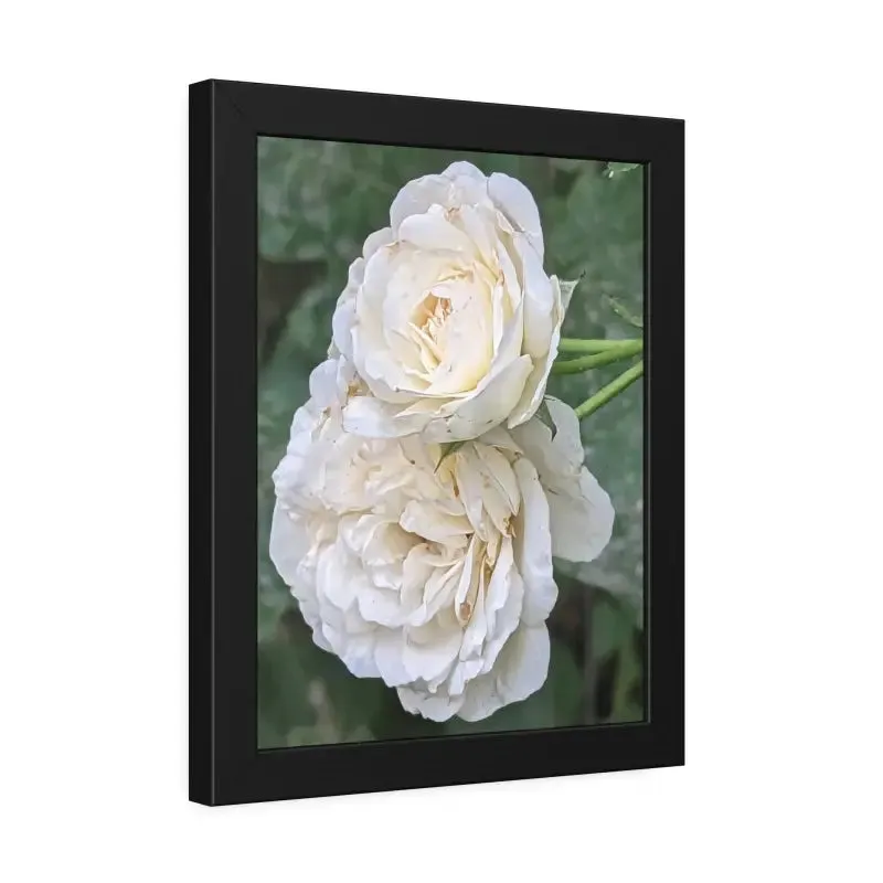 White Roses Framed Paper Posters Fine Art Paper